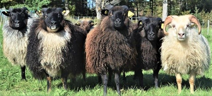 NS Icelandic Sheep
